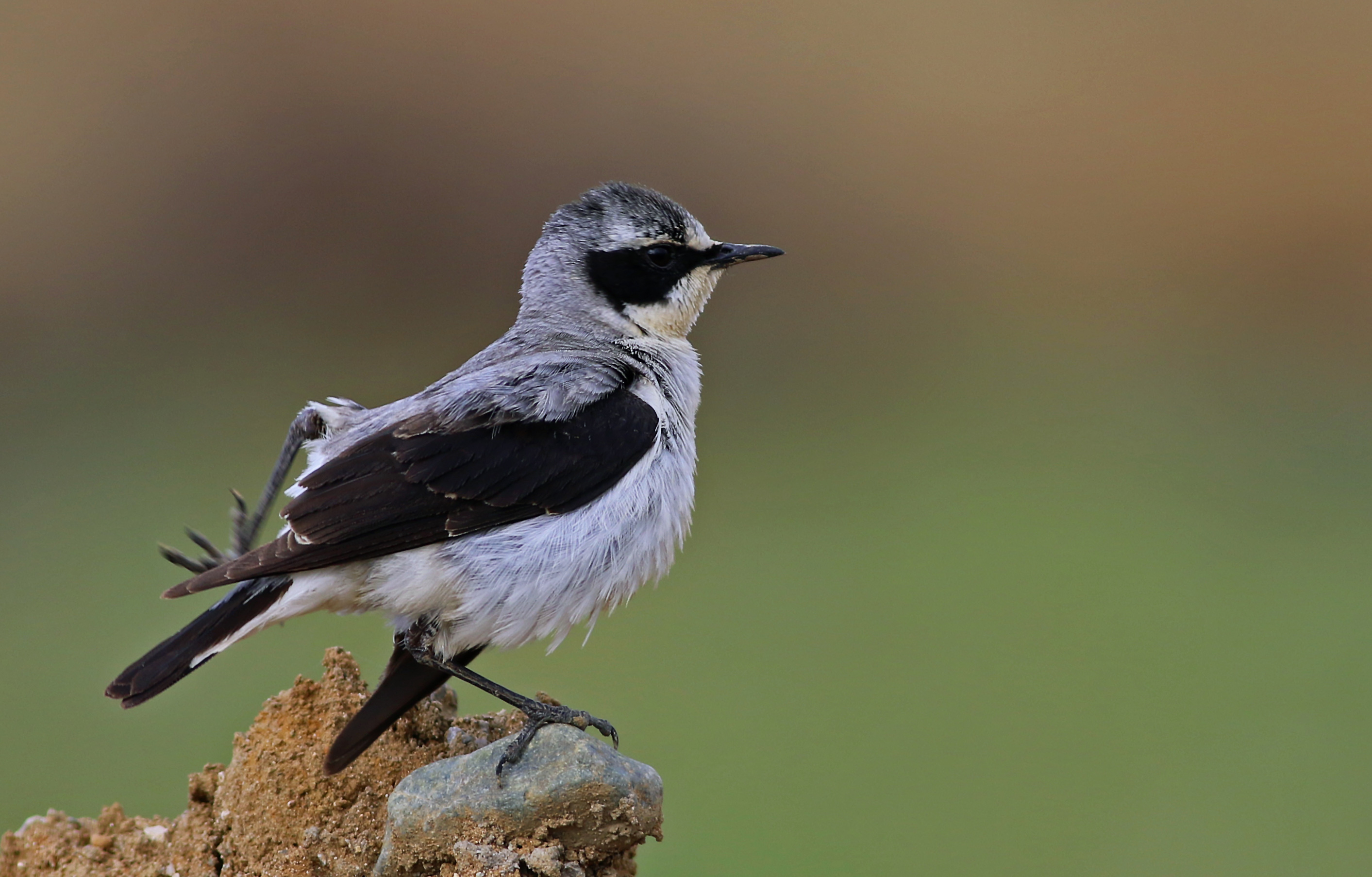 Northern Wheatear